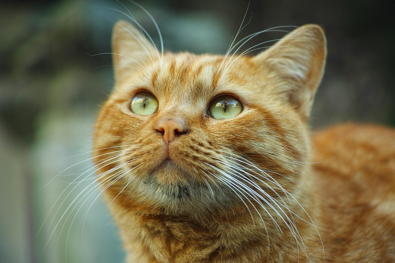 《流浪猫鲍勃》影评：真实事件改编吗？豆瓣评分如何？橘猫为何能救赎人生？