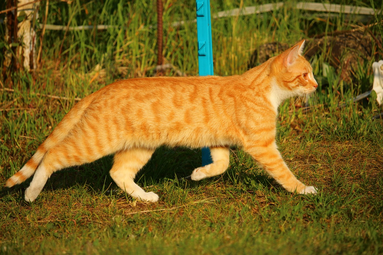 《流浪猫鲍勃》影评：真实事件改编吗？豆瓣评分如何？橘猫为何能救赎人生？