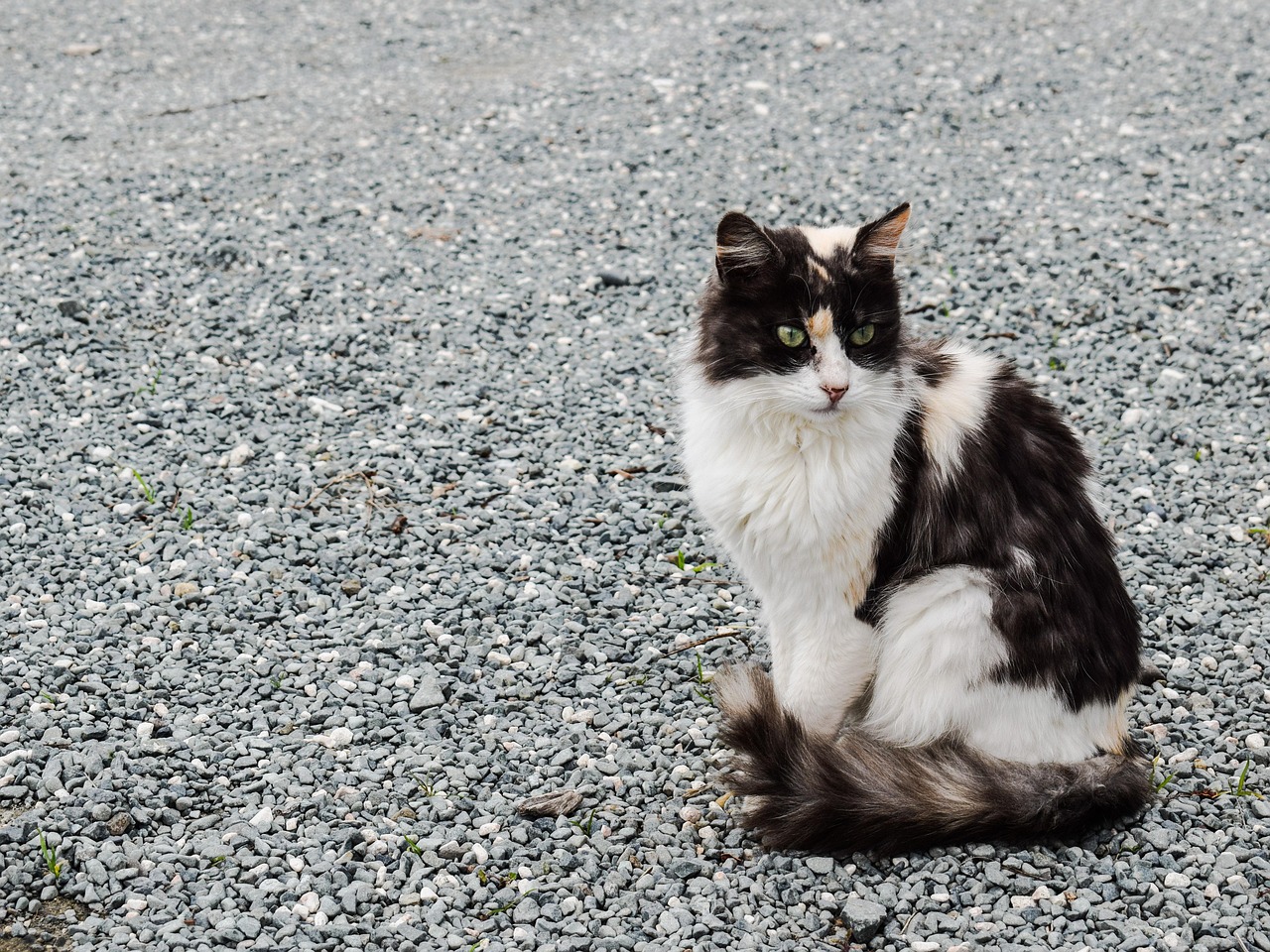 《猫鼠游戏》为什么是神作？豆瓣9分+真实改编细节全解析