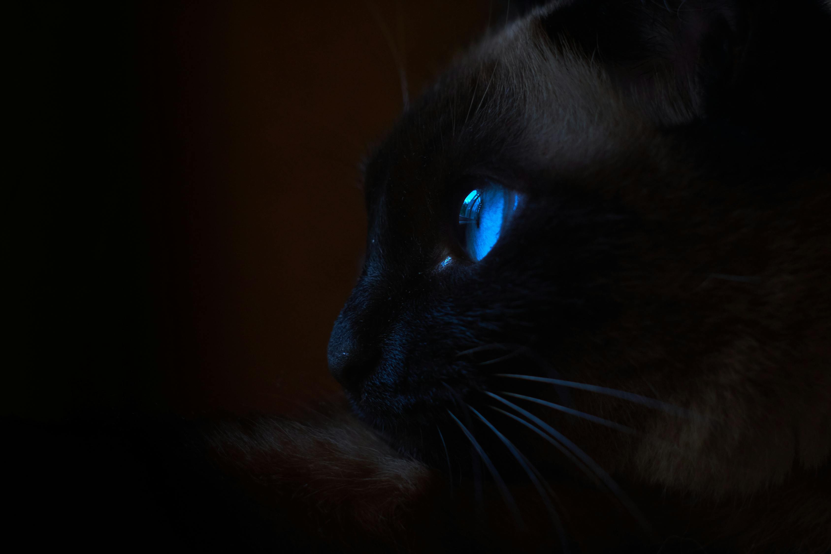 《猫鼠游戏》为什么是神作？豆瓣9分+真实改编细节全解析