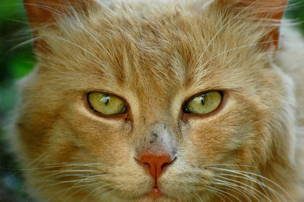 《穿靴子的猫》影评：为何说靴子象征尊严？豆瓣7.1分，它和《怪物史莱克》啥关系？