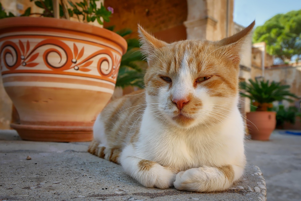 《吉猫出租》影评,租赁猫多少钱,猫咪如何治愈孤独,电影表达了什么