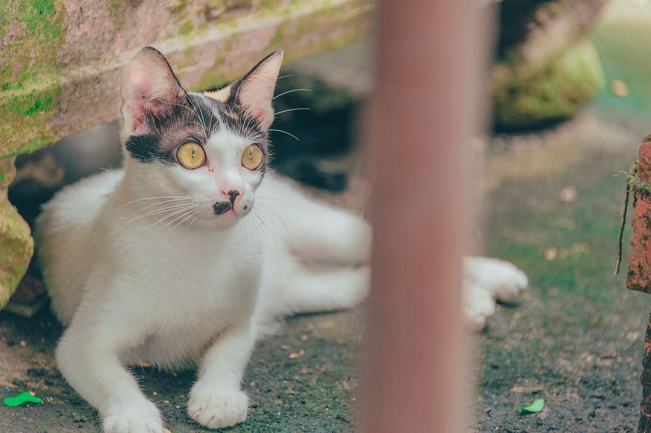 《吉猫出租》影评,租赁猫多少钱,猫咪如何治愈孤独,电影表达了什么