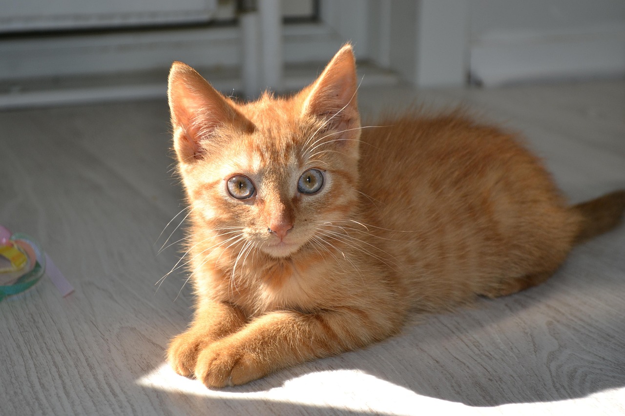 《吉猫出租》影评,租赁猫多少钱,猫咪如何治愈孤独,电影表达了什么