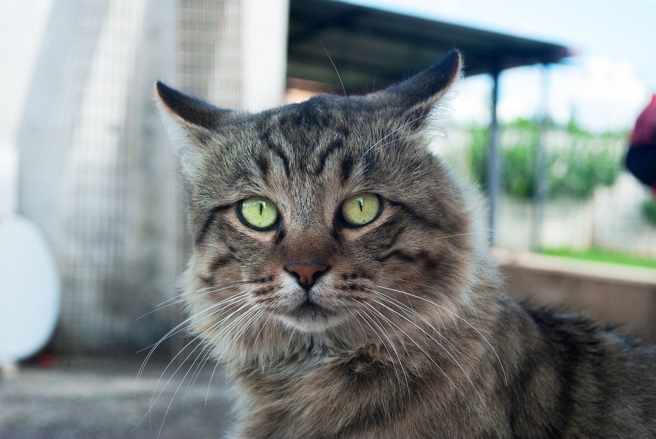 《救猫咪》影评,编剧法则怎么用,电影角色为何要救猫？