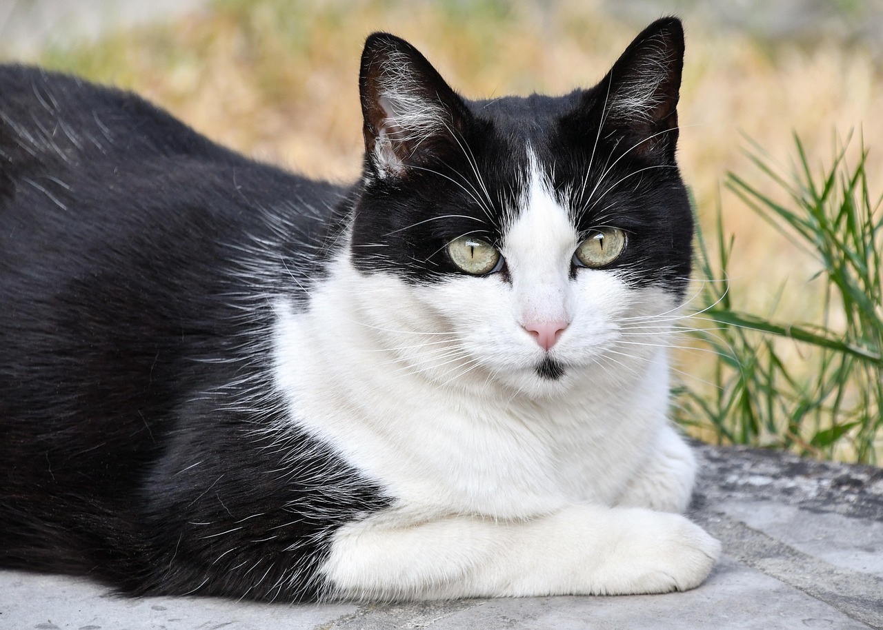 《救猫咪》影评,编剧法则怎么用,电影角色为何要救猫？