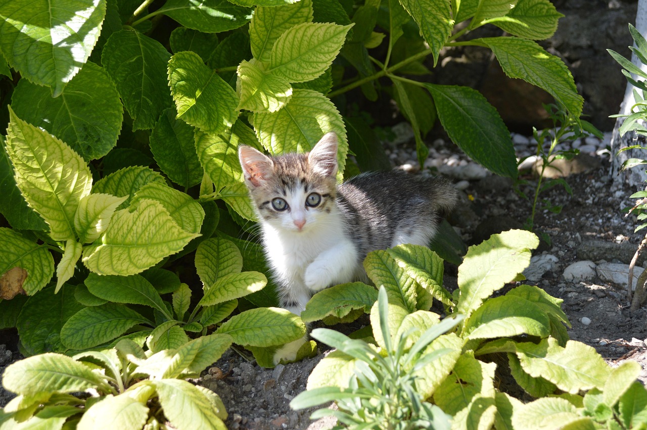《吉猫出租》影评,为什么评分不高却治愈,讲的是什么故事,适合什么人看