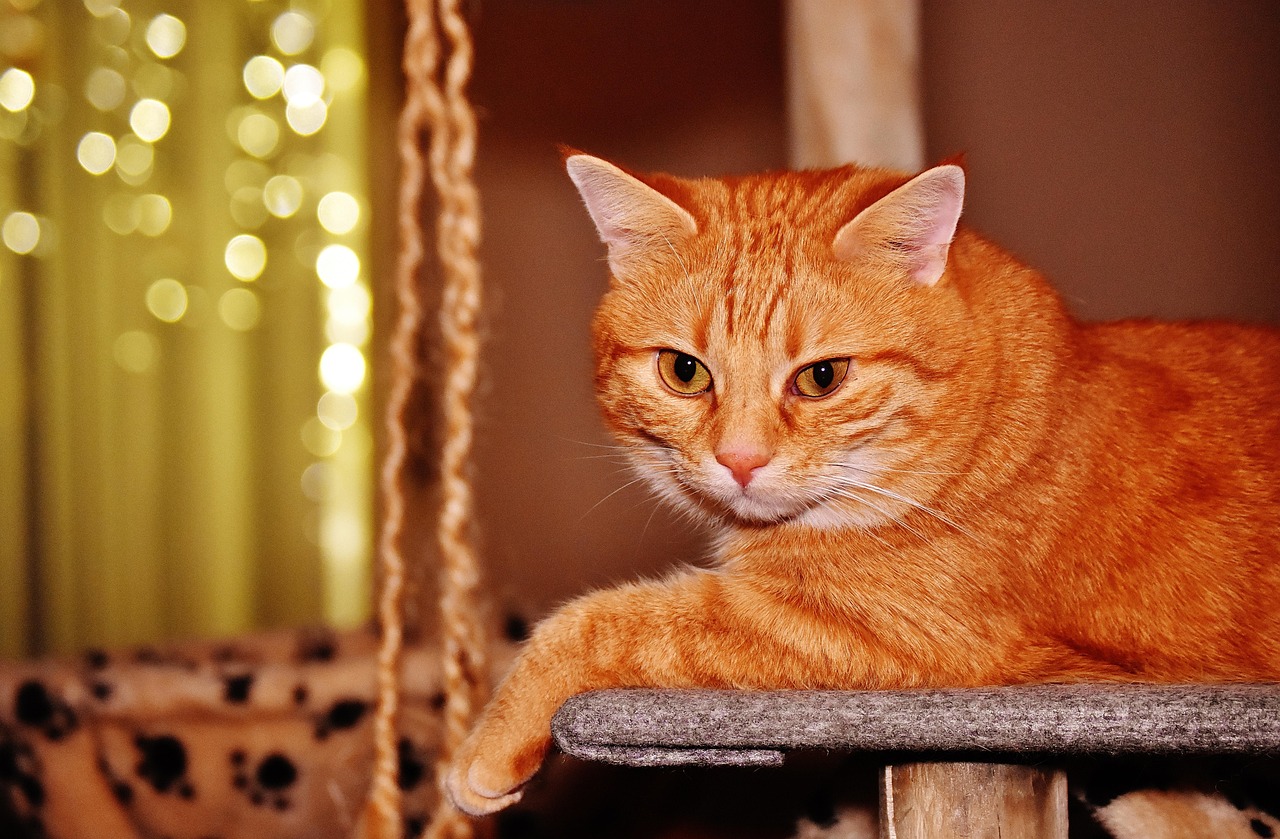 《救猫咪》影评：如何理解生命责任？都市青年为何需要情感寄托？