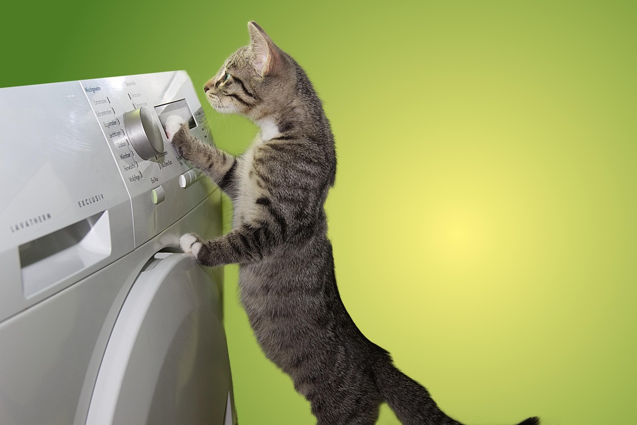 《猫的报恩》影评：动画魅力如何体现？为何值得一看？