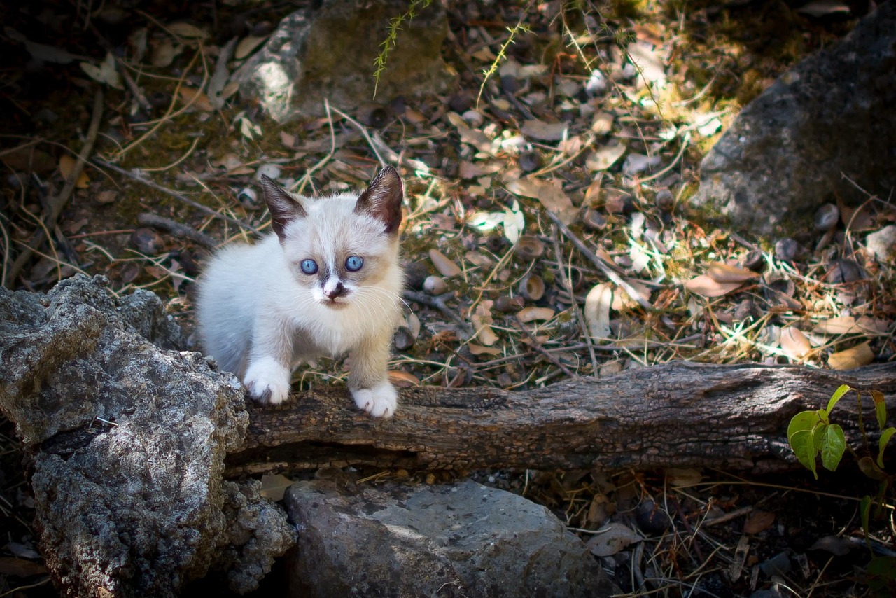 《猫鼠游戏》影评：电影魅力何在？观众评价如何？