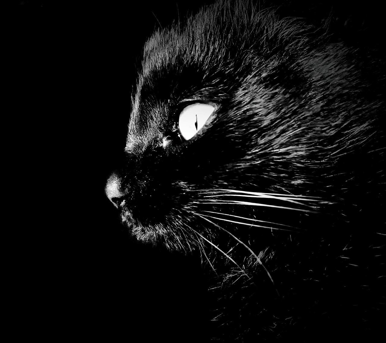 《猫鼠游戏》影评：电影魅力何在？观众评价如何？