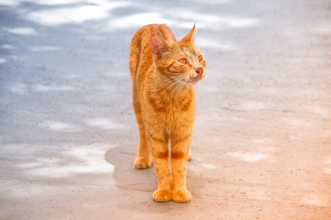 《好奇害死猫》影视解说，如何理解剧情？为何它如此引人入胜？