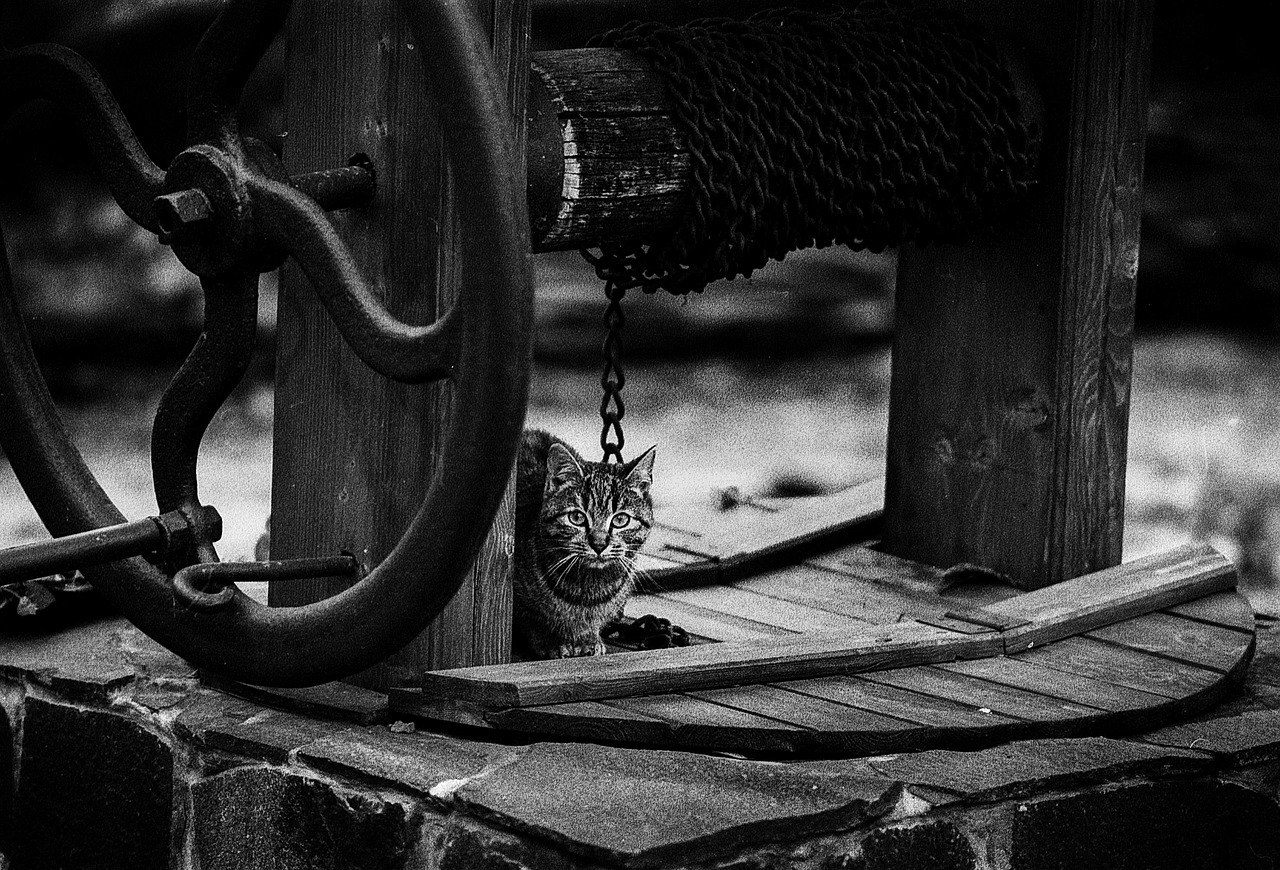 《好奇害死猫》影视解说，如何理解剧情？为何它如此引人入胜？