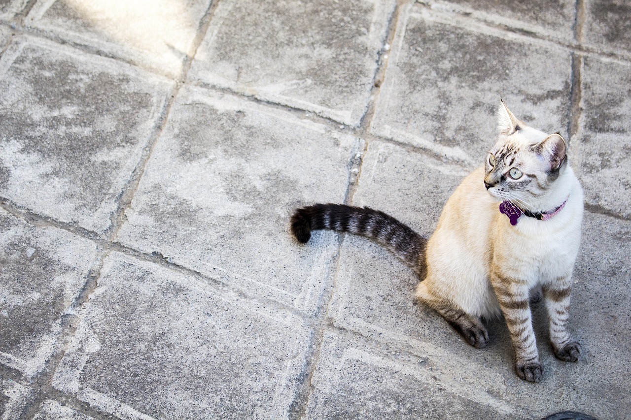 《好奇害死猫》影视解说，如何理解剧情？为何它如此引人入胜？