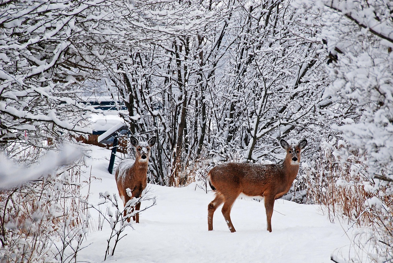 《熊出没之雪岭熊风》影视解说，动画电影的魅力何在？