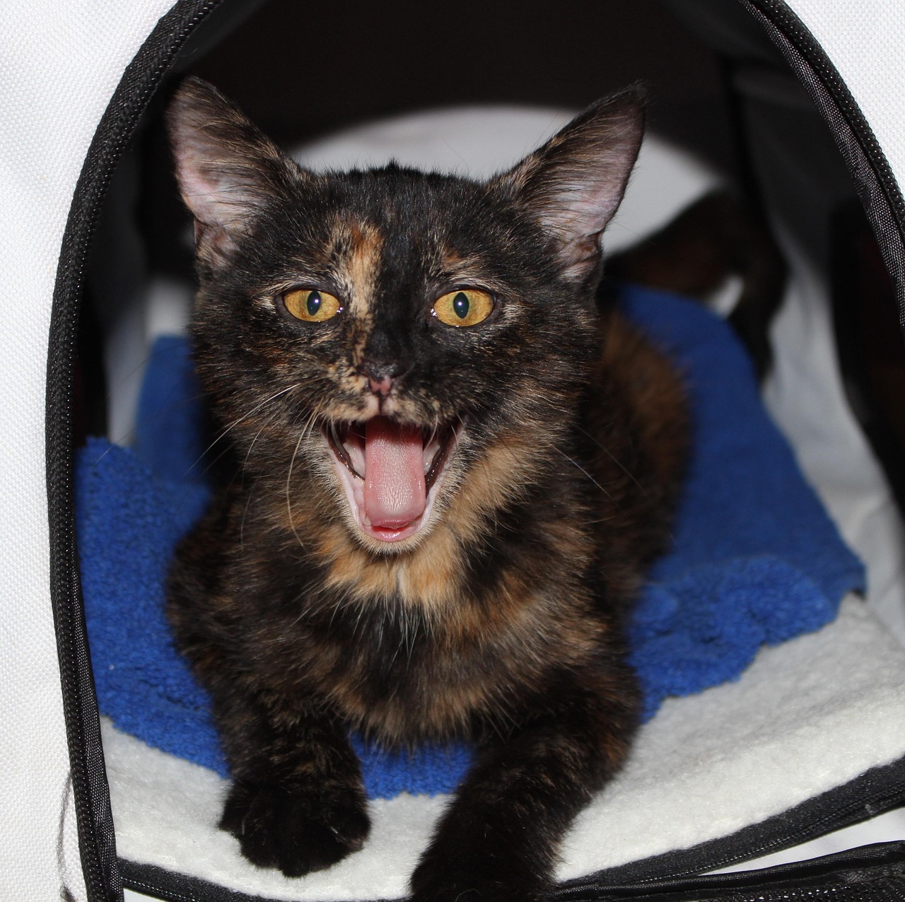 《甜甜起司猫》影评:动画魅力何在?为何深受猫奴喜爱? 《甜甜起司猫》影评:动画魅力何在?为何深受猫奴喜爱?