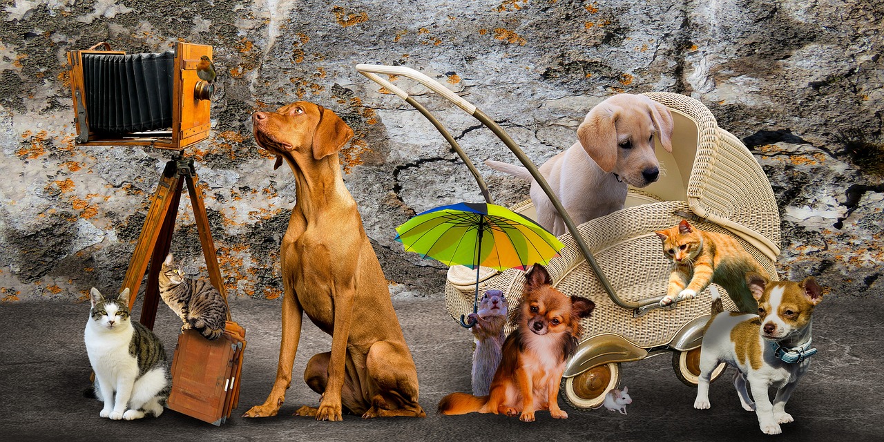 《熊猫小熊猫》影评：家庭娱乐, 寓教于乐, 亲子共赏？