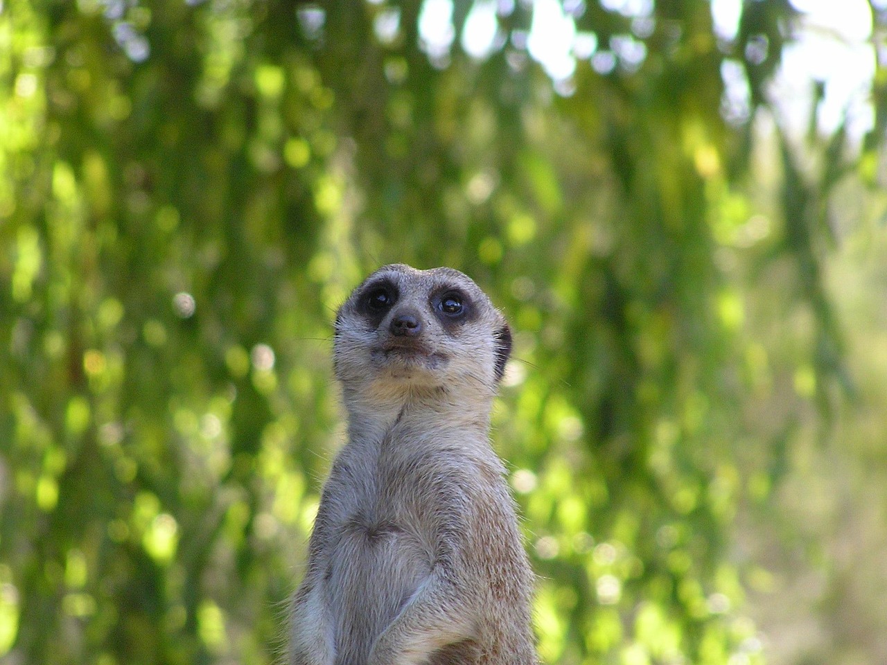 《长靴猫西部剑客》影评：西部冒险, 动画魅力如何？省时省力的观影体验
