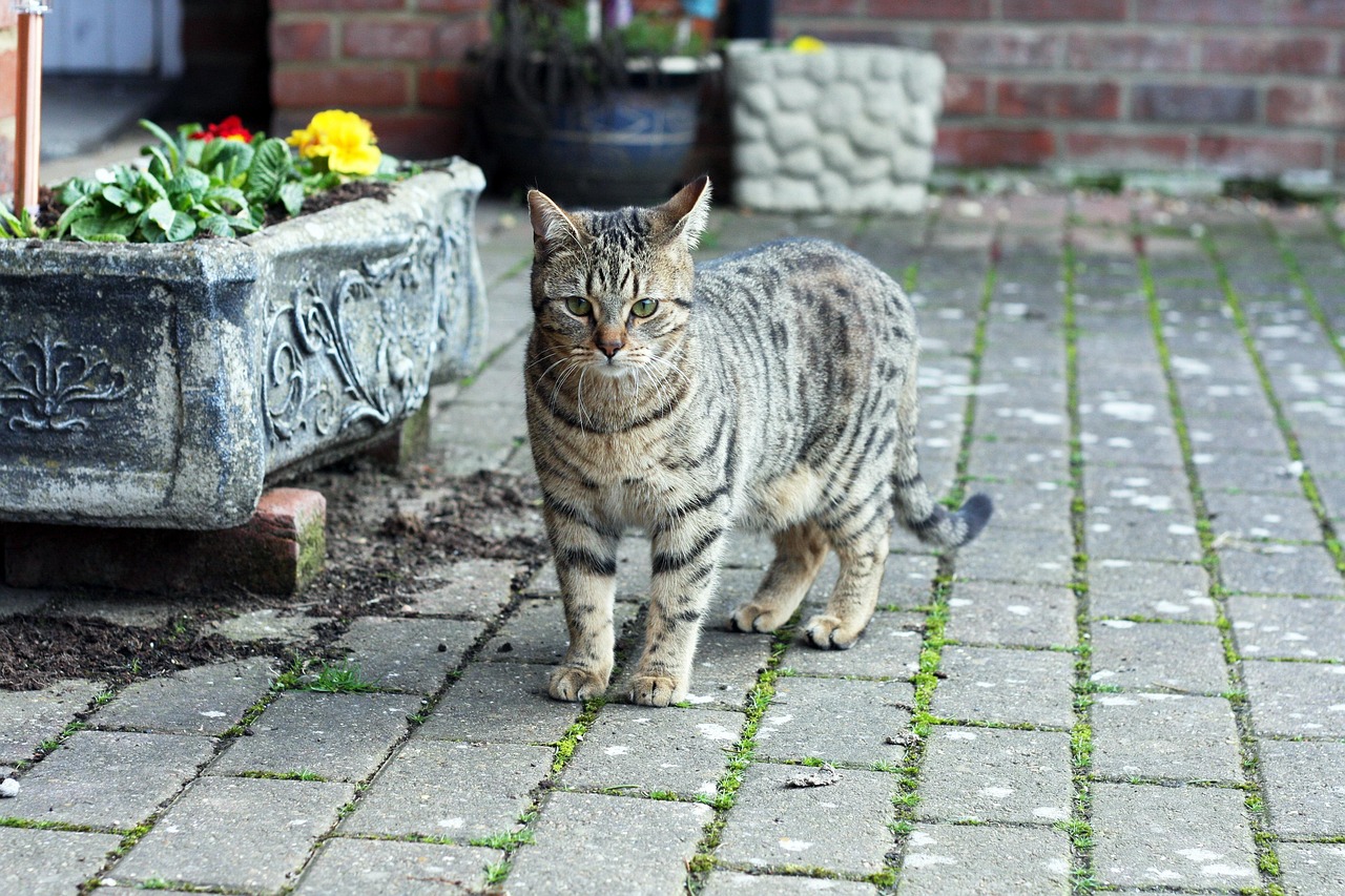 《猫咪也疯狂》影评：为何这部影片让人如此着迷，它的幽默元素和情感触动在哪里？
