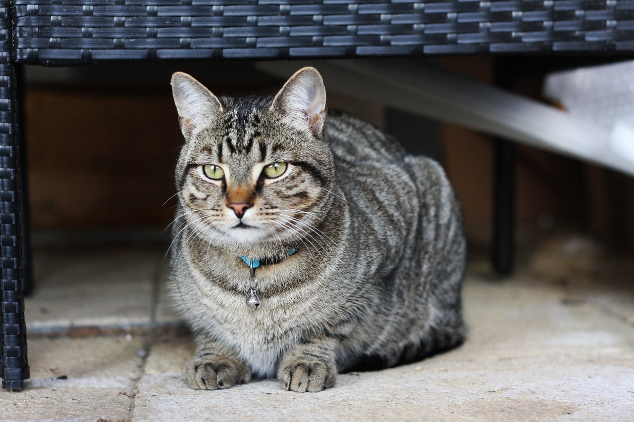 《猫咪也疯狂》影评：为何这部影片让人如此着迷，它的幽默元素和情感触动在哪里？